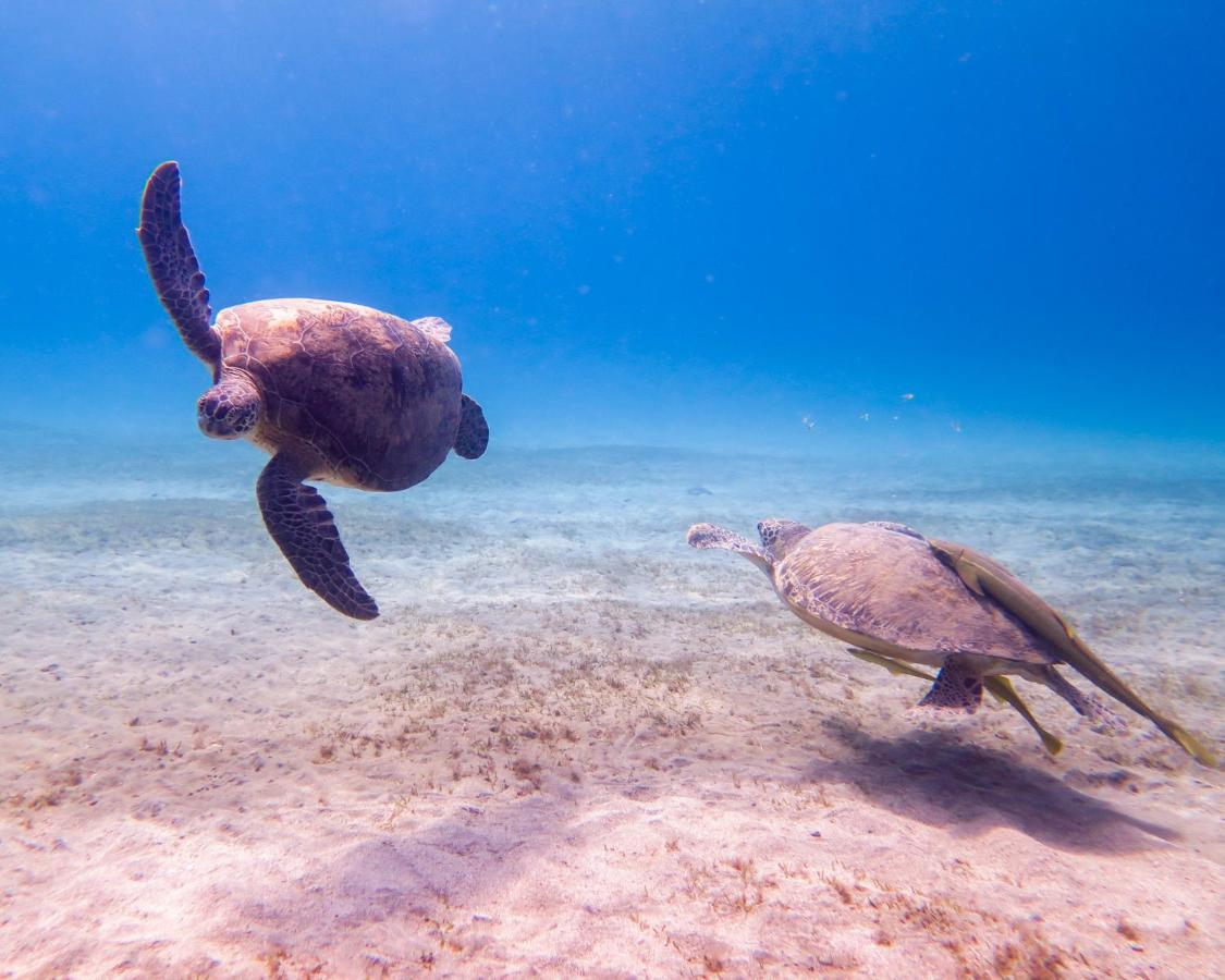 Sharm El Sheikh