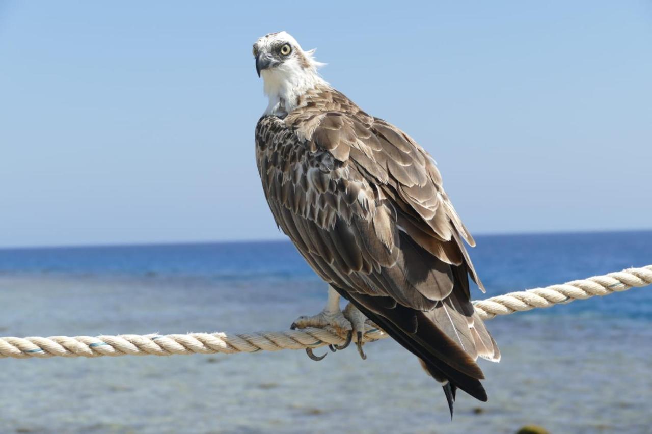 wadi lahmy azur vogels