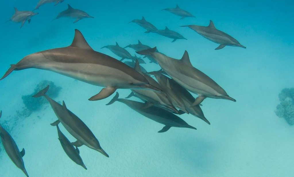 abu dabbab lodge dolfijnen