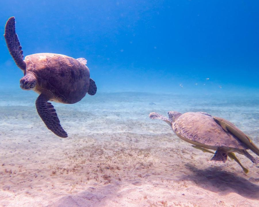 abu dabbab lodge schildpadden